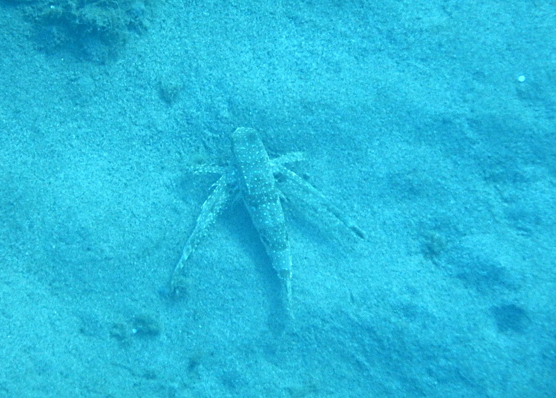 Flying gurnard (Dactylopterus volitans)